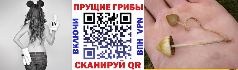 OMG вход  Улан-Удэ  Псилоцибиновые грибы ЛСД 